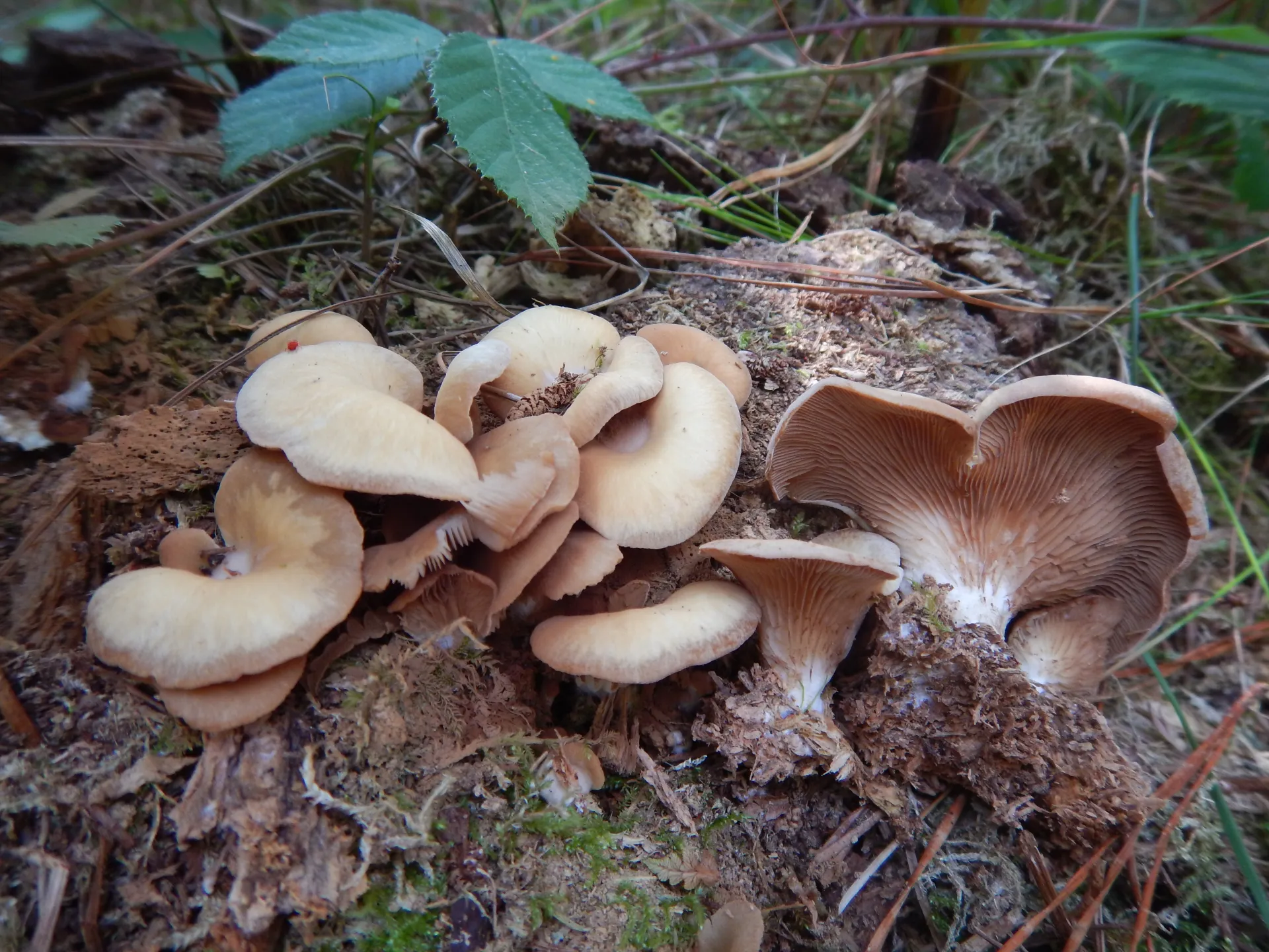 Crepidotus pini, 2020.09.12